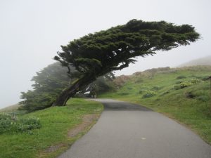 albero piegato dal vento